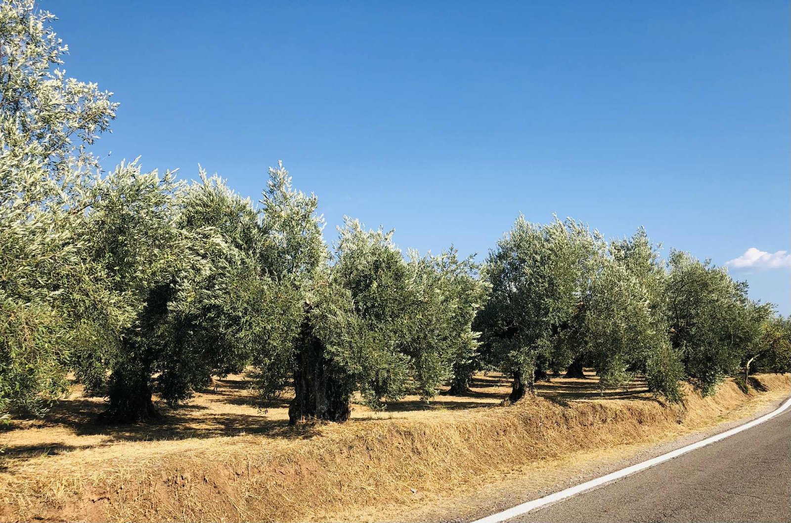 Read more about the article Μανιάτης: Κυβέρνηση και Επιτροπή να μην επαναλάβουν τα ίδια λάθη της συμφωνίας ΕΕ-Mercosur