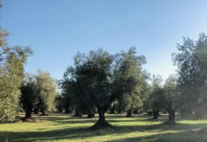 Read more about the article ΑΚΚΕΛ και Γαυγιωτάκης ανοίγουν το δρόμο για αποζημιώσεις λόγω δάκου