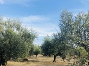 Read more about the article Μαρόκο: Σημαντική ανάκαμψη συγκομιδής ελαιών και παραγωγής ελαιολάδου