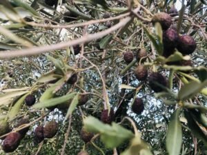 Read more about the article Ζημιές στην ελαιοπαραγωγή της Ισπανίας από την παρατεταμένη ξηρασία