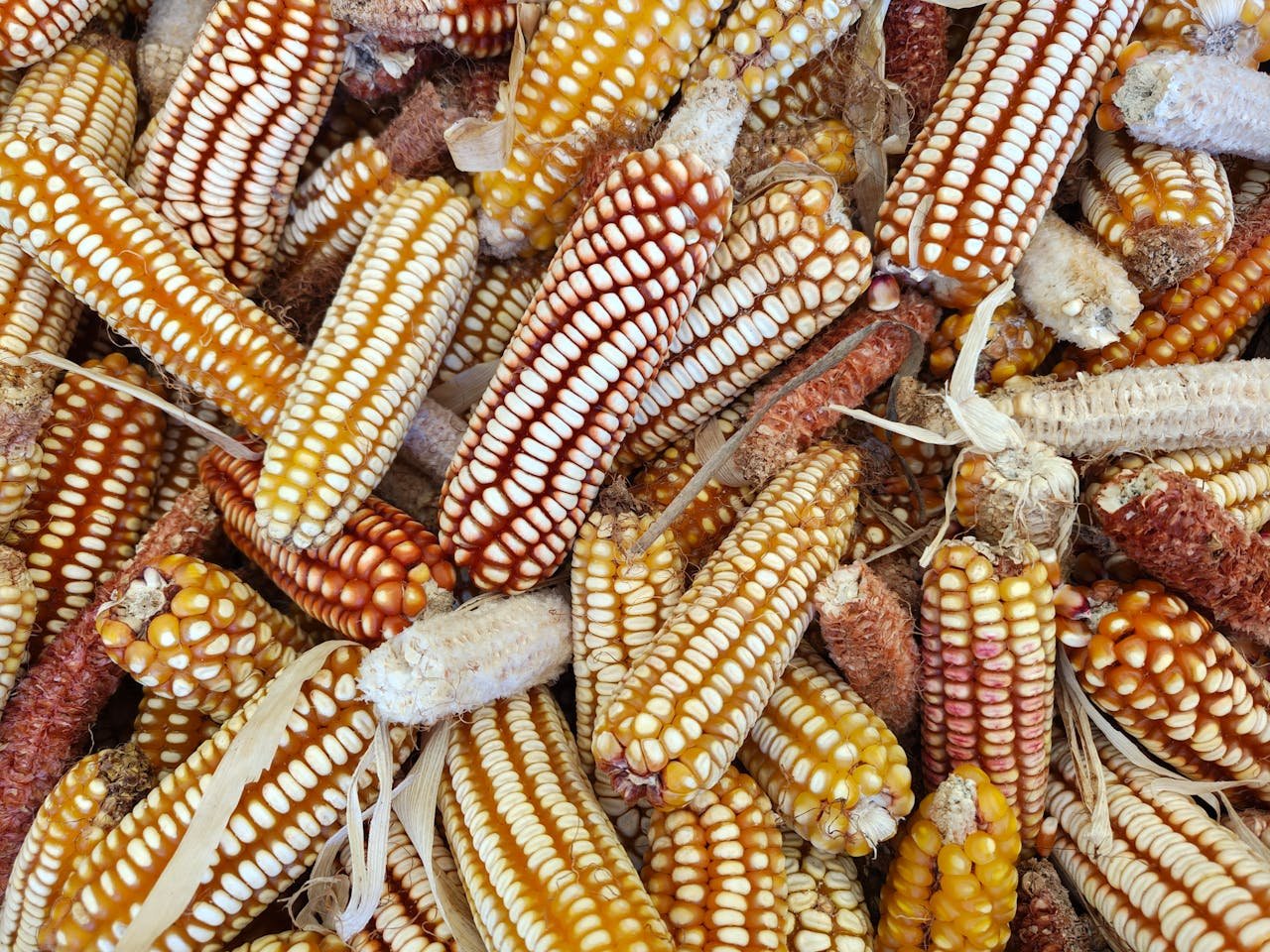 Read more about the article Αυξημένες εισαγωγές σιταριού, καλαμποκιού από την Αίγυπτο