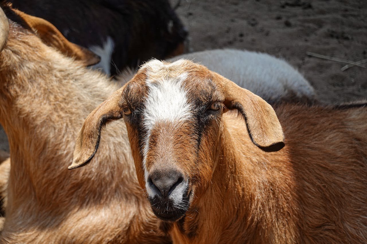 Read more about the article Τσιάρας για ευλογιά: Oι παράνομοι εμβολιασμοί πυροδοτούν νέα κρούσματα