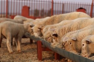 Read more about the article 4 μέτρα για να ξανακερδίσει την εμπιστοσύνη των αγροκτηνοτρόφων η κυβέρνηση