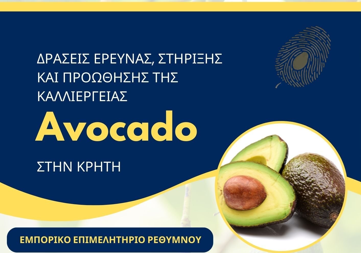 Read more about the article «Δράσεις Έρευνας, στήριξης και προώθησης της καλλιέργειας του AVOCADO στην Κρήτη»