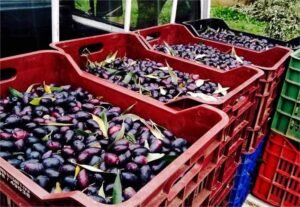 Read more about the article Καρπόπτωση σε λιοστάσια με Καλαμών ανησυχεί τους παραγωγούς