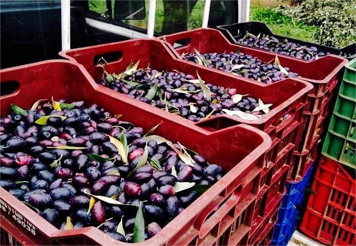 Read more about the article Καλαμών: Μεγάλες αντιξοότητες φέτος, ανάγκη ενίσχυσης για απώλεια εισοδήματος