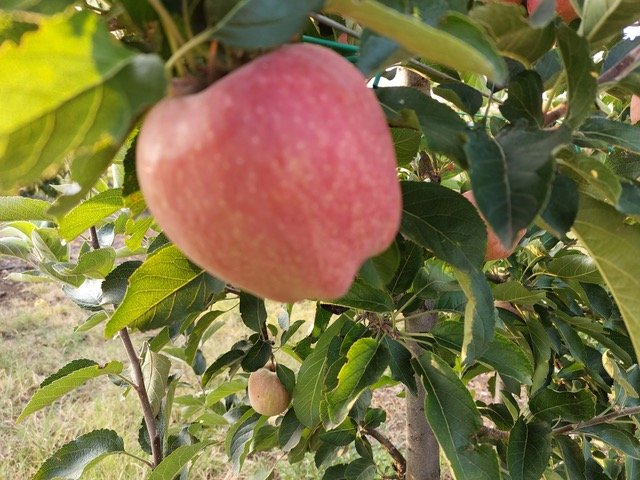 Read more about the article Nέο κεφάλαιο στην παραγωγή πολλαπλασιαστικού υλικού οπωροφόρων δένδρων