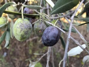 Read more about the article Ελιές σαπίζουν πάνω στα δέντρα, ενώ οι βροχές πέφτουν ασταμάτητα