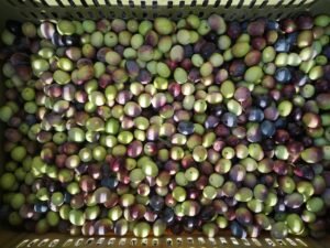 Read more about the article Τατούλης κατά ενδεχόμενου διπλασιασμού εξαγωγών αδασμολόγητου ελαιολάδου από Τυνησία