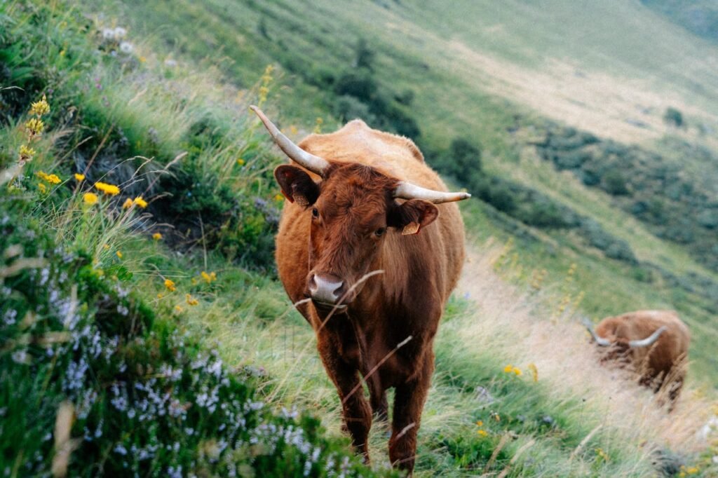 Αιτωλοακαρνανία: Σήμερα οι πληρωμές για τις αυτόχθονες φυλές