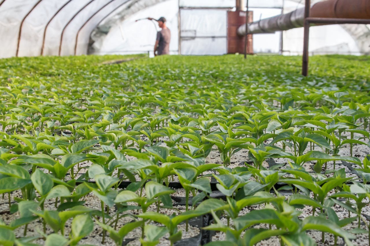 Read more about the article Άφαντα οικολογικά σχήματα 2024, καθυστερημένα πληρωμή για το νέο έτος-μετά συνδεδεμένες