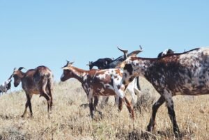 Read more about the article Καθίζηση και στην παραγωγή γίδινου γάλακτος