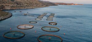 Read more about the article Ξεκινά νέο πρόγραμμα 26 εκ. ευρώ για τη μεταποίηση προϊόντων αλιείας, υδατοκαλλιέργειας