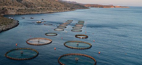 Read more about the article Ξεκινά νέο πρόγραμμα 26 εκ. ευρώ για τη μεταποίηση προϊόντων αλιείας, υδατοκαλλιέργειας