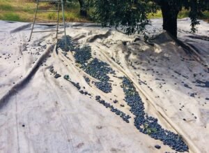 Read more about the article Διακόπηκε η εκδίκαση της υπόθεσης για την ελιά Καλαμάτας στο ΣτΕ