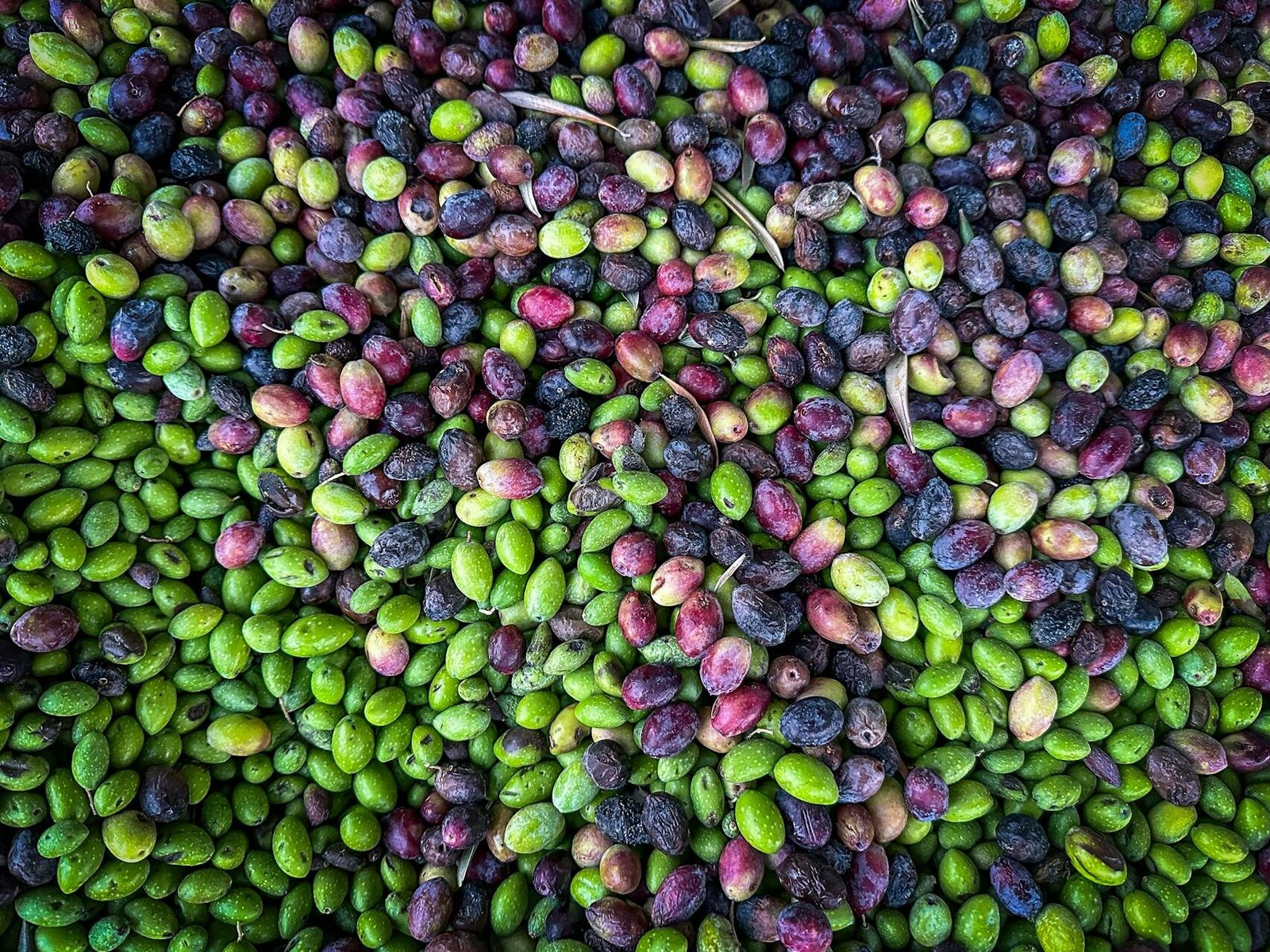 Read more about the article Όχι λέει το ΥπΑΑΤ σε de minimis ελαιοπαραγωγών