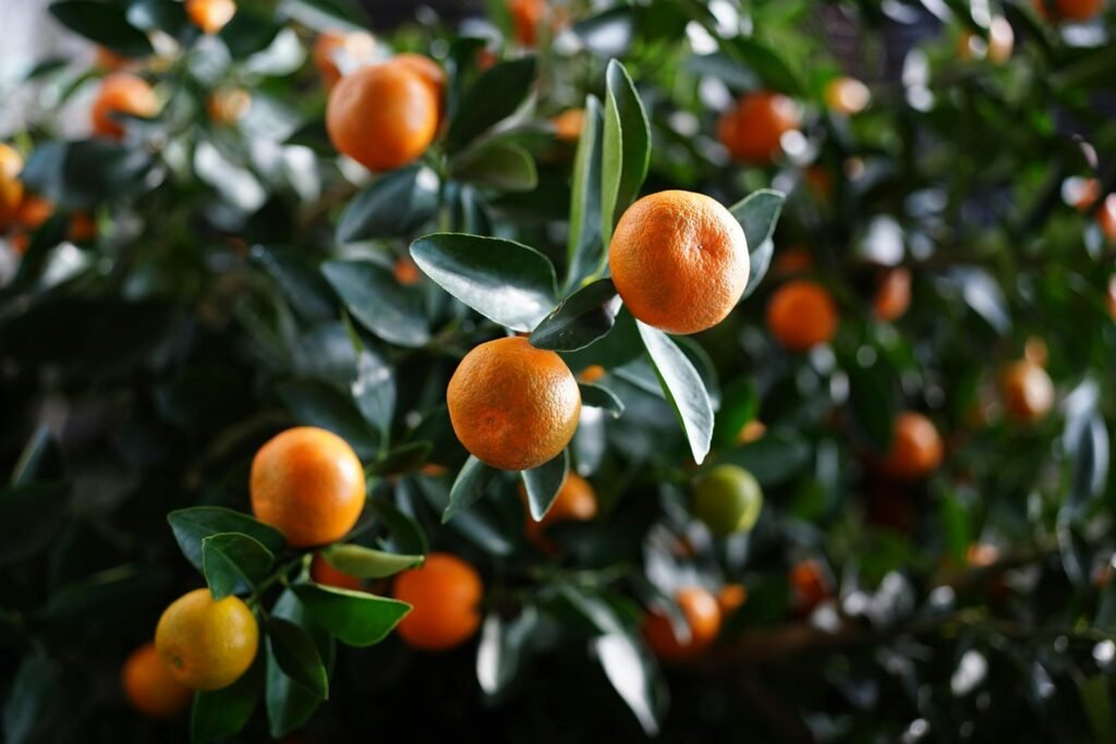 Πουλάς: Ανεπαρκής και προσχηματική η απάντηση της κυβέρνησης για την καταστροφή της κλημεντίνης στην Αργολίδα Όπως αναφέρει ο Ανδρέας Πουλάς του ΠΑΣΟΚ: "Η απάντηση του Υπουργείου Αγροτικής Ανάπτυξης και Τροφίμων στην κοινοβουλευτική ερώτηση του Βουλευτή Αργολίδας του ΠΑΣΟΚ – Κινήματος Αλλαγής, Ανδρέα Πουλά, σχετικά με την κατάρρευση της παραγωγής κλημεντίνης στην Αργολίδα, επιβεβαιώνει την απόσταση της κυβέρνησης από τις πραγματικές συνθήκες που αντιμετωπίζουν οι παραγωγοί. Σε μια περίοδο κατά την οποία η Αργολίδα βιώνει γενικευμένη και μη αναστρέψιμη απώλεια αγροτικού εισοδήματος, το Υπουργείο περιορίζεται σε αποσπασματικές αναφορές στη χαλαζόπτωση του Νοεμβρίου. Επικαλούμενο τον ισχύοντα Κανονισμό του ΕΛΓΑ απορρίπτει τη δυνατότητα αποζημίωσης για τις εκτεταμένες ζημιές που προκλήθηκαν από τις έντονες βροχοπτώσεις του Δεκεμβρίου που προκάλεσαν αρχικά το φαινόμενο του «φουσκώματος» των καρπών και στη συνέχεια την εκτεταμένη εμφάνιση της μονίλιας (κηλίδα ύδατος), μιας ασθένειας που αλλοιώνει τον φλοιό των καρπών και τους καθιστά μη εμπορεύσιμους. Ουσιαστικά, αναγνωρίζεται η έκταση του προβλήματος, χωρίς να αναλαμβάνεται καμία ουσιαστική πρωτοβουλία στήριξης. Η κυβέρνηση παραδέχεται εμμέσως ότι το υφιστάμενο πλαίσιο του ΕΛΓΑ δεν ανταποκρίνεται στις σύγχρονες προκλήσεις της κλιματικής κρίσης. Παρ’ όλα αυτά, έπειτα από έξι χρόνια διακυβέρνησης, εξακολουθεί να το επικαλείται ως λόγο αδυναμίας παρέμβασης, μεταθέτοντας τις αναγκαίες αποφάσεις στο αόριστο μέλλον, μέσω μελετών, διαβουλεύσεων και σχεδιασμών χωρίς συγκεκριμένο χρονοδιάγραμμα. Ιδιαίτερα προβληματική είναι η προσπάθεια συμψηφισμού της σημερινής αδράνειας με γενικές αναφορές σε βελτιώσεις του συστήματος αποζημιώσεων σε άλλες περιπτώσεις, καθώς και η επίκληση πολιτικών που δεν αντιμετωπίζουν το άμεσο και οξύ πρόβλημα της κλημεντίνης στην Αργολίδα. Οι παραγωγοί δεν έχουν ανάγκη από γενικές διακηρύξεις, αλλά από στοχευμένη και άμεση οικονομική στήριξη".