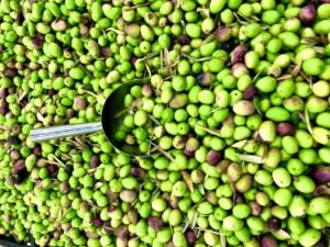 Read more about the article Προβληματισμός ελαιοπαραγωγών λόγω τιμών και χαμηλής παραγωγής-δεν λείπουν ζημιές από παγετό