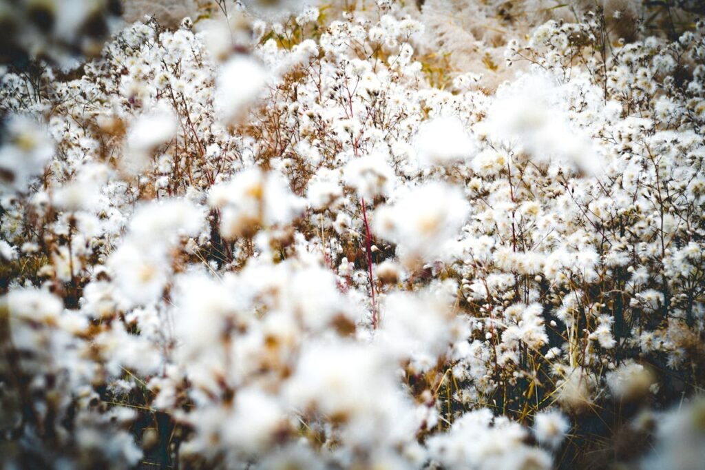 Στη Λάρισα η 2η εσπερίδα της ΔΟΒ για το παρόν και το μέλλον της ελληνικής βαμβακοκαλλιέργειας
