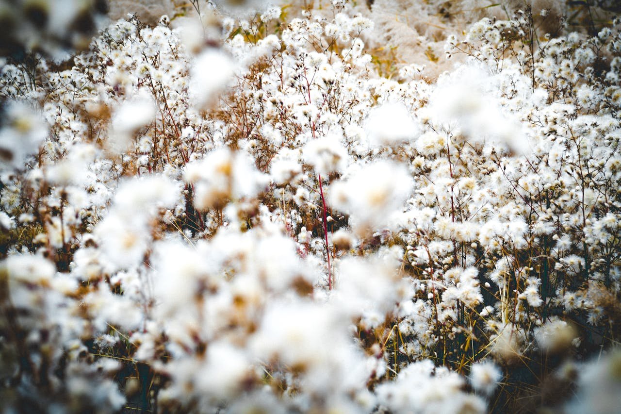 Read more about the article Ο λύγκος στο βαμβάκι και πώς αντιμετωπίζεται