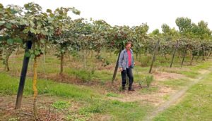 Read more about the article Η Συμβουλευτική Γεωργία ως βασικός παράγοντας για την επιτυχημένη καλλιέργεια των ακτινιδίων