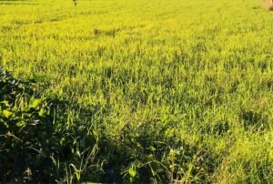 Read more about the article Ο “κορονοϊός” του σιταριού απειλεί τις καλλιέργειες με εξαφάνιση