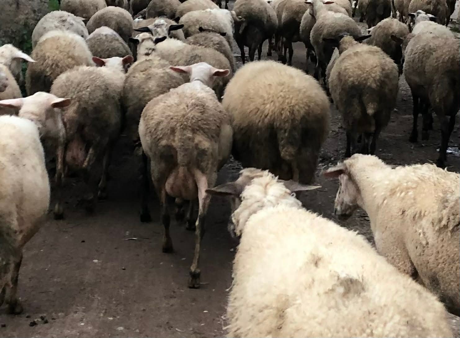 Read more about the article Τρία νέα επιβεβαιωμένα κρούσματα αφθώδους πυρετού στη Λέσβο