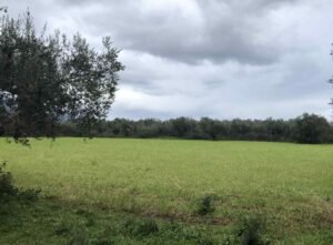 Read more about the article Στο “κόκκινο” και χωρίς εισόδημα οι παραγωγοί τριφυλλιών λόγω ευλογιάς