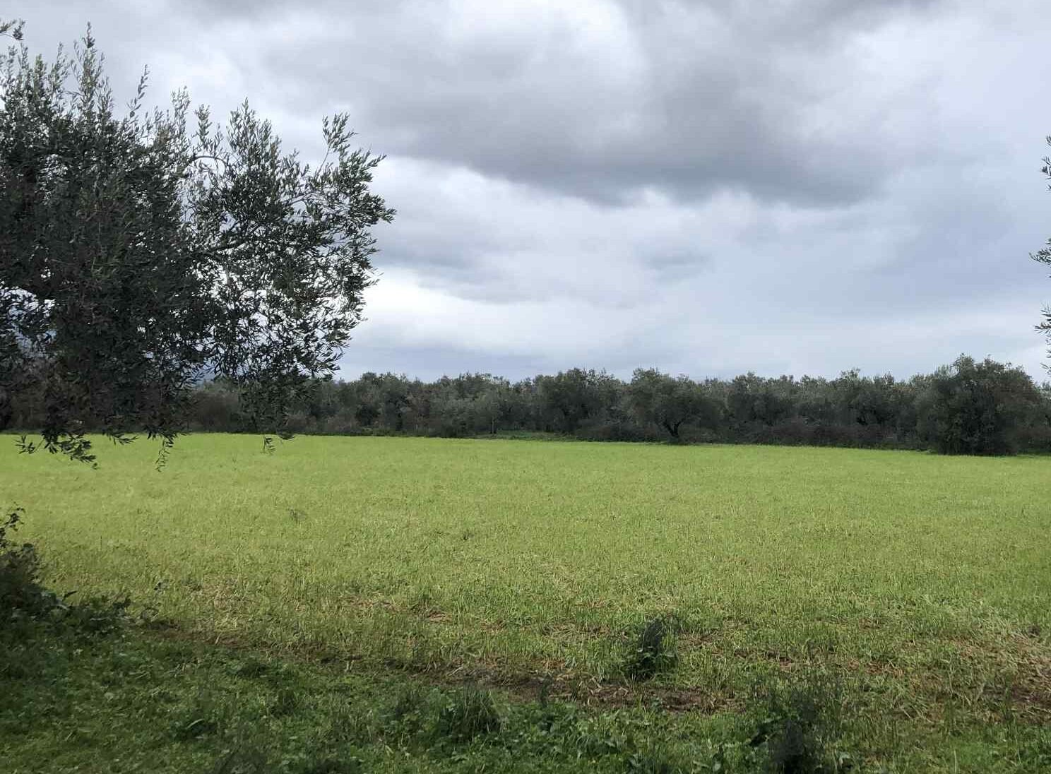 Read more about the article Η παγκόσμια αγορά σιτηρών το 2025/26: Τάσεις, τιμές και εμπορικές ροές