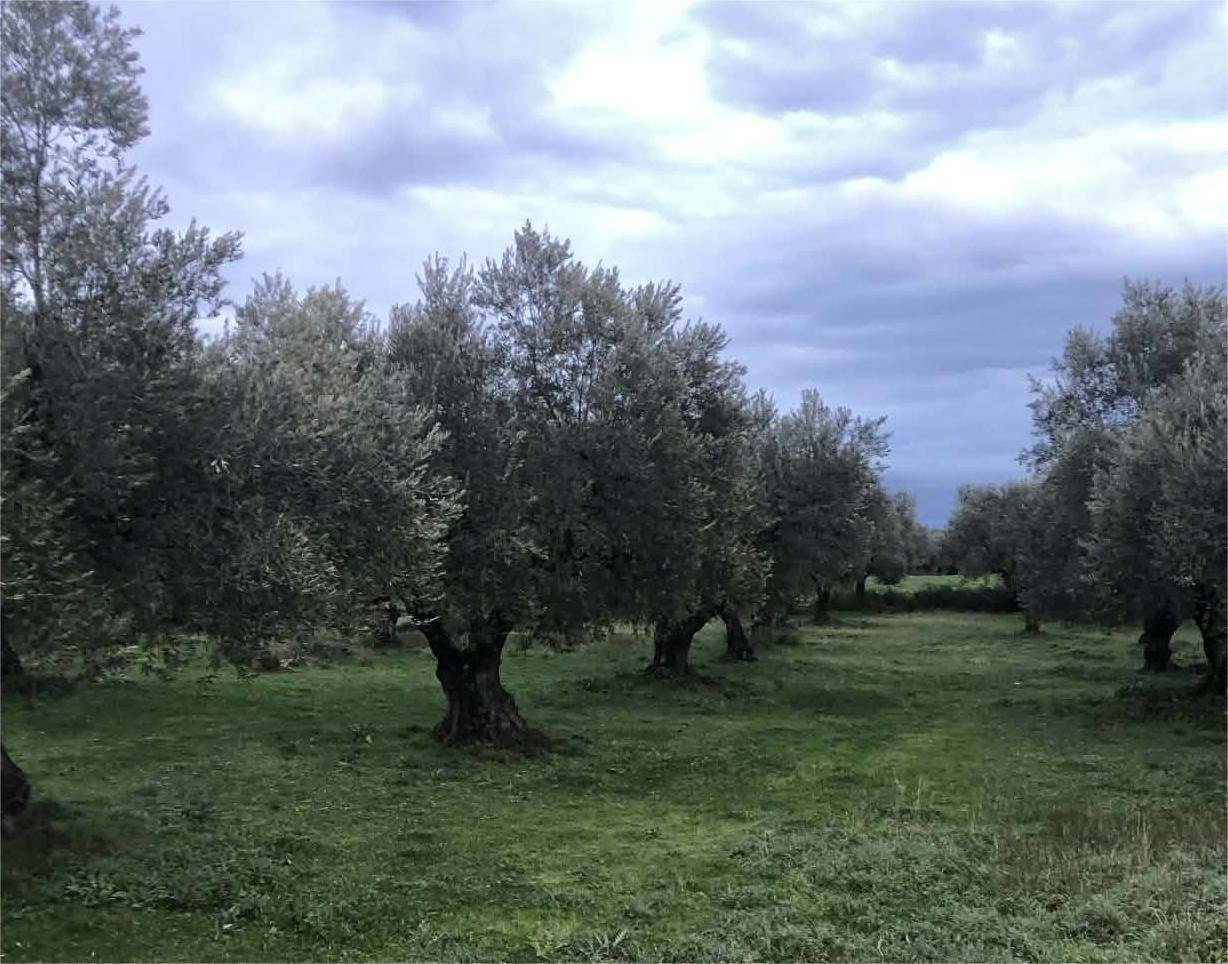 Read more about the article Γιώργος Κόκκινος: Από τις πιο δύσκολες χρονιές η φετινή στην ελαιοπαραγωγή