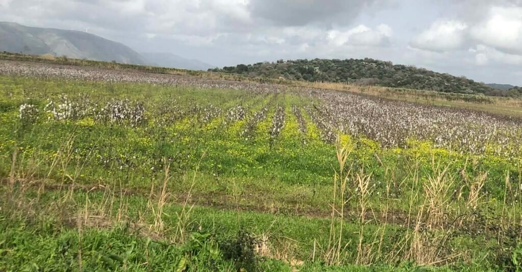 Κινητικότητα στις προπωλήσεις βάμβακος τις τελευταίες ημέρες λόγω τιμής