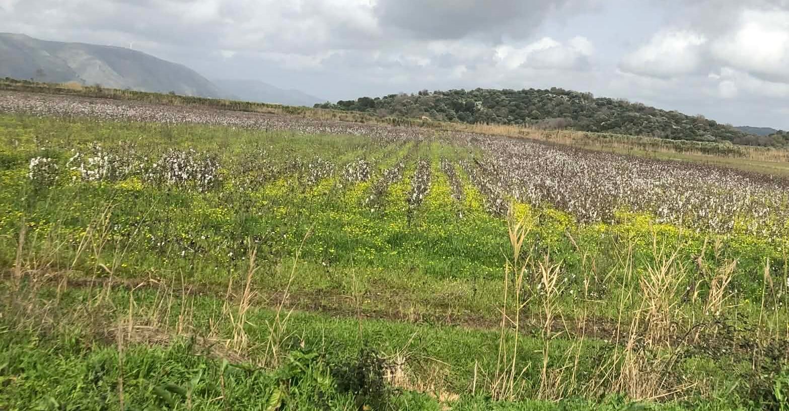 Read more about the article Ρεκόρ στις εξαγωγές και στα τελικά αποθέματα βαμβακιού της Βραζιλίας