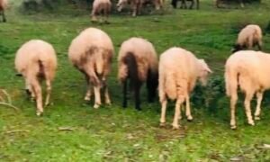 Read more about the article Σε 180 εκτροφές η κλινική επιτήρηση για τον αφθώδη πυρετό στη Λέσβο