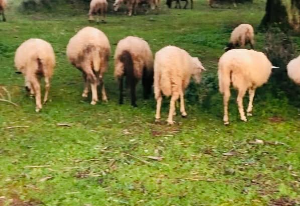 Read more about the article Δάνεια αγοράς ζωοτροφών σε κτηνοτρόφους από Δευτέρα 16 Φεβρουαρίου