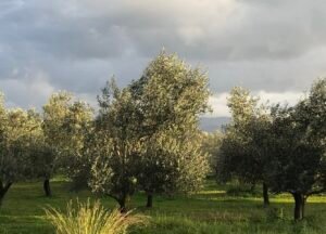 Read more about the article Κρήτη: Οι καιρικές συνθήκες μείωσαν την ελαιοπαραγωγή-σύσκεψη για αποζημιώσεις