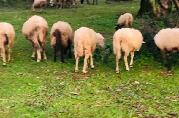 You are currently viewing Πάνω από 450 χιλιάδες αιγοπρόβατα έχουν θανατωθεί λόγω ευλογιάς