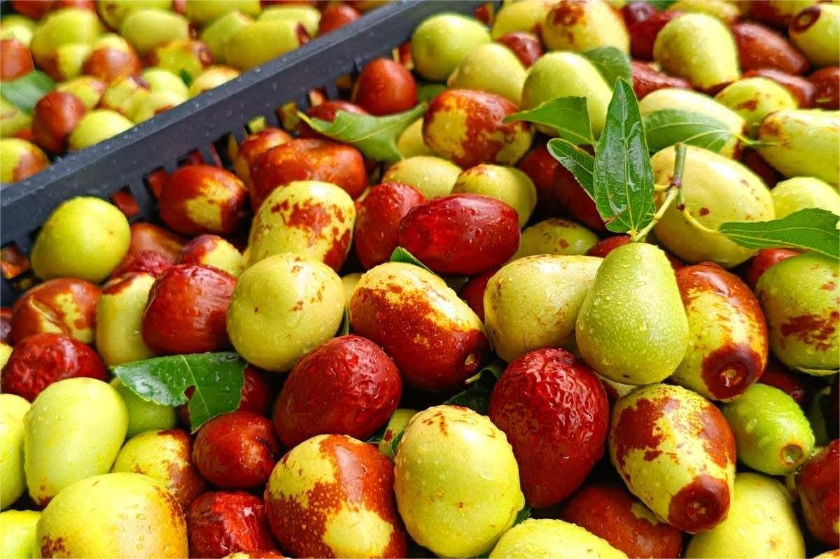 Read more about the article Έρχονται συμβόλαια και νέες φυτεύσεις τζίτζιφα, πώς πήγε φέτος η καλλιέργεια