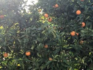 Read more about the article Προς παράταση για τις συμβάσεις συμβολαιακής γεωργίας