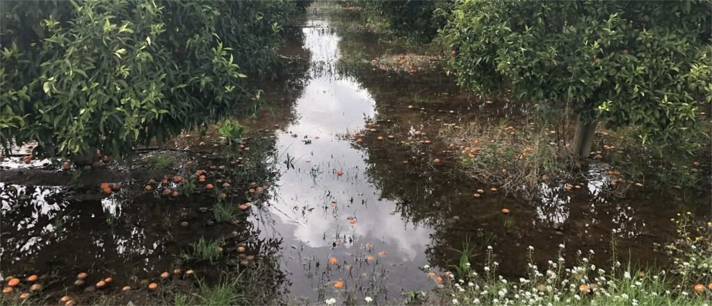 Γέμισαν νερό λιοστάσια και κτήματα με εσπεριδοειδή λίγο πριν τη συγκομιδή