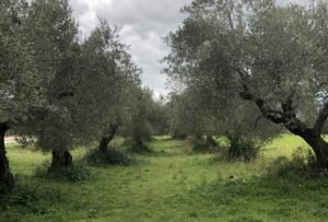 Read more about the article Για 19-21 Οκτωβρίου η πετσοκομμένη κατά 30% πληρωμή της ενιαίας ενίσχυσης