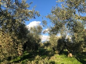 Read more about the article Απόφαση καθορισμού συνεχιζόμενης πράξης για το «Αρδευτικό έργο Ελαιώνα Άμφισσας Ν. Φωκίδας»