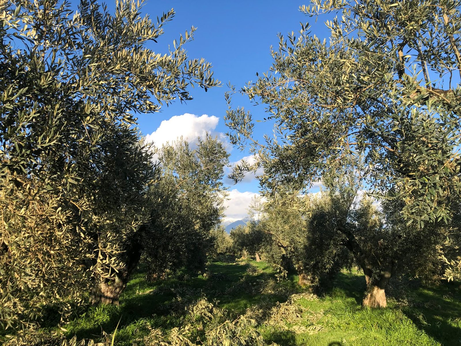 Read more about the article Απόφαση καθορισμού συνεχιζόμενης πράξης για το «Αρδευτικό έργο Ελαιώνα Άμφισσας Ν. Φωκίδας»