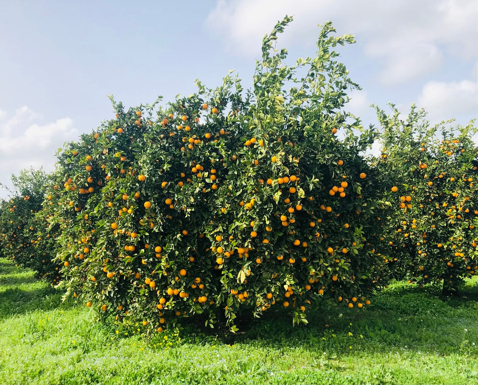 Read more about the article Απώλεια εισοδήματος ζητά η Αργολίδα, τιμές και ζήτηση σε πορτοκάλια και μανταρίνια