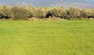 Read more about the article Οι προβλέψεις του IGC για τα σιτηρά παγκοσμίως