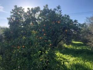 Read more about the article Το ΥπΑΑΤ για δεσμεύσεις φορτίων πορτοκαλιών