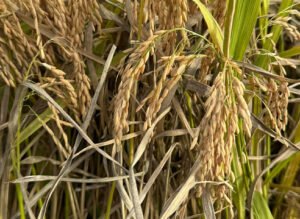 Read more about the article Ρύζι: Ενίσχυση ζήτησης, μείωση αποθεμάτων