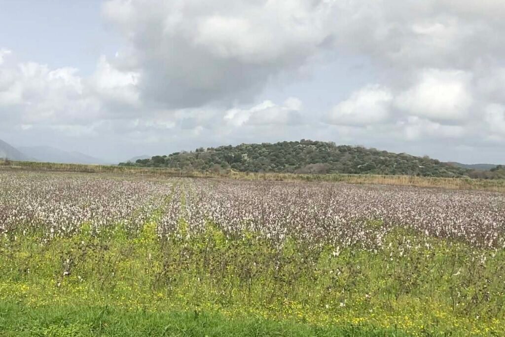 Μείωση 6,8% στην παραγωγή βάμβακος στην Ελλάδα, κάμψη στην εγχώρια χρήση
