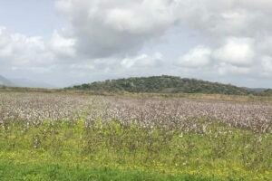 Read more about the article Μέτρο μείωσης αποτυπώματος άνθρακα: Βελτιώσεις για ένταξη εναλλασσόμενων χωραφιών, πότε βγαίνει προκήρυξη