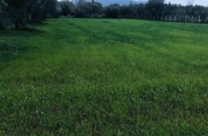 Read more about the article Ενέργειες για de minimis σε ρύζι και μηδική