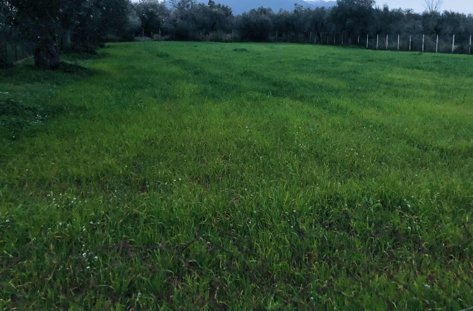 Read more about the article Ενέργειες για de minimis σε ρύζι και μηδική